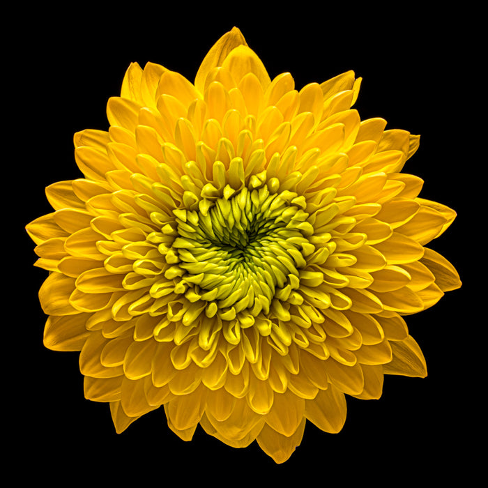 Chrysanthemums 19