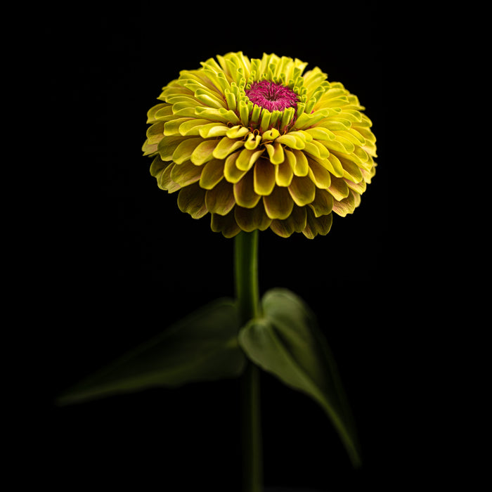 Zinnia 28