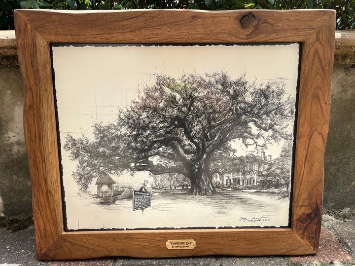 Evangeline Oak