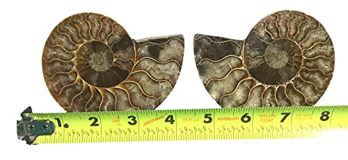 Ammonite Pair (AM10) - Split & Polished - Madagascar - 4 Inches