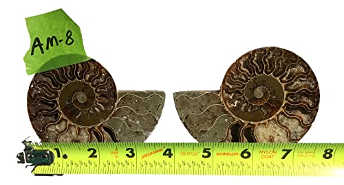 Ammonite Pair (AM8) - Split & Polished - Madagascar - 3-3/4 Inches