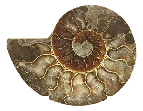 Ammonite Pair (AM9) - Split & Polished - Madagascar - 3-1/2 Inches