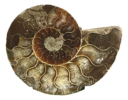Ammonite Pair (AM9) - Split & Polished - Madagascar - 3-1/2 Inches