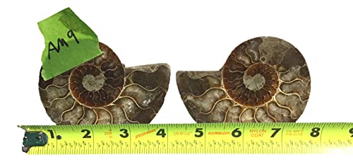 Ammonite Pair (AM9) - Split & Polished - Madagascar - 3-1/2 Inches