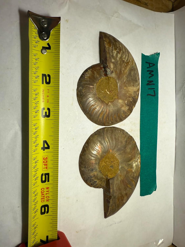 Ammonite Pair (AMN17) - Split & Polished - Madagascar - 3.5 Inches from DINOSAURS ROCK
