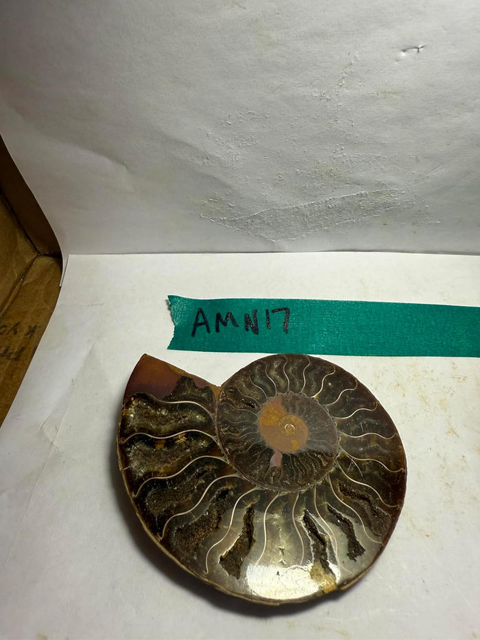 Ammonite Pair (AMN17) - Split & Polished - Madagascar - 3.5 Inches from DINOSAURS ROCK