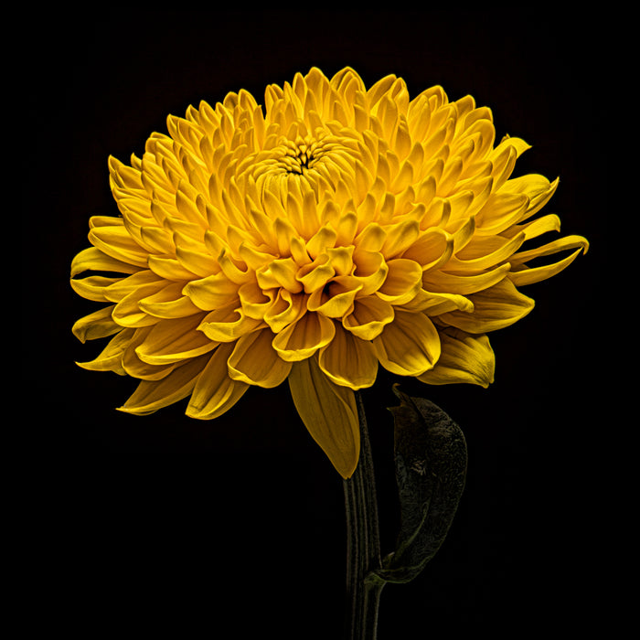 Chrysanthemums 22