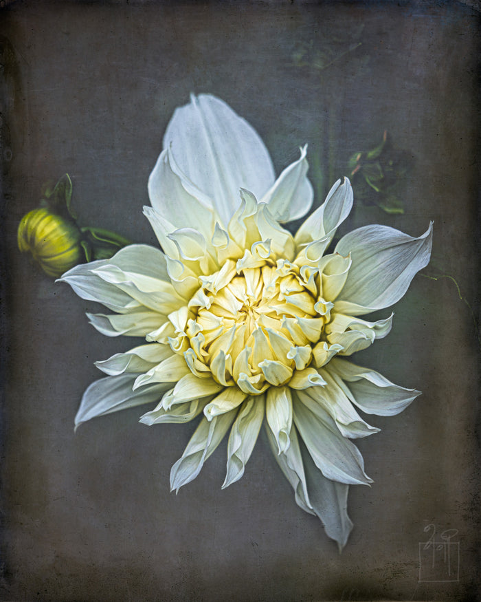 Dahlia 104