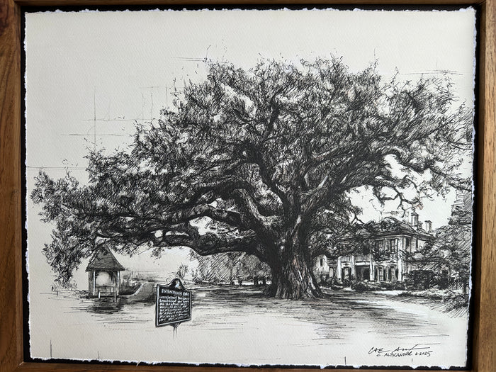 Evangeline Oak
