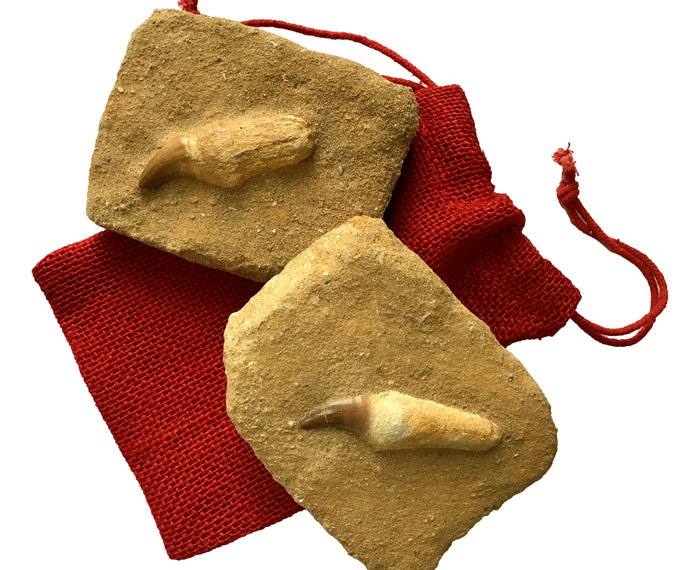 Genuine Fossil Mosasaur Tooth In Matrix