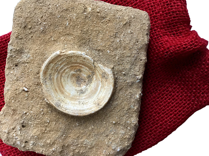 Genuine Fossil "Otodus" Lamna Obliqua Shark Vertebrae In Matrix