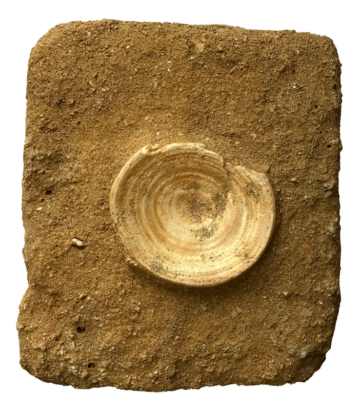 Genuine Fossil "Otodus" Lamna Obliqua Shark Vertebrae In Matrix