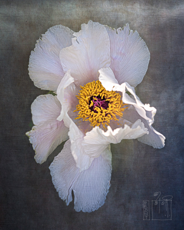 Peony 28