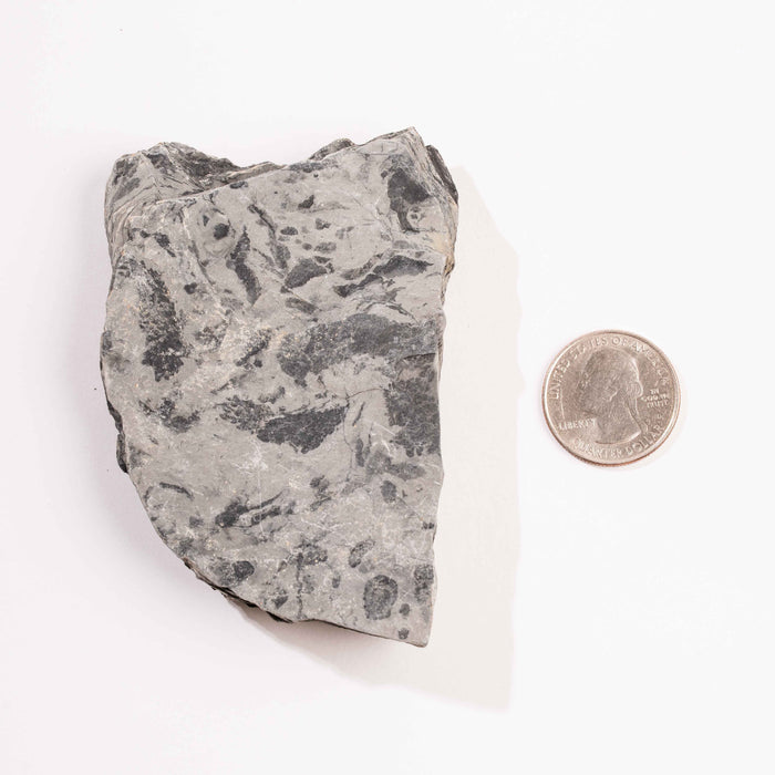 Slaty Shale Record - Earth Love Gallery Collection