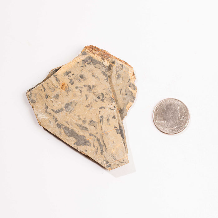 Slaty Shale Record - Earth Love Gallery Collection