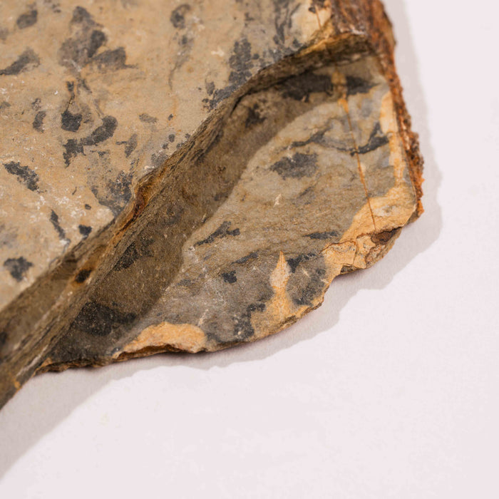 Slaty Shale Record - Earth Love Gallery Collection