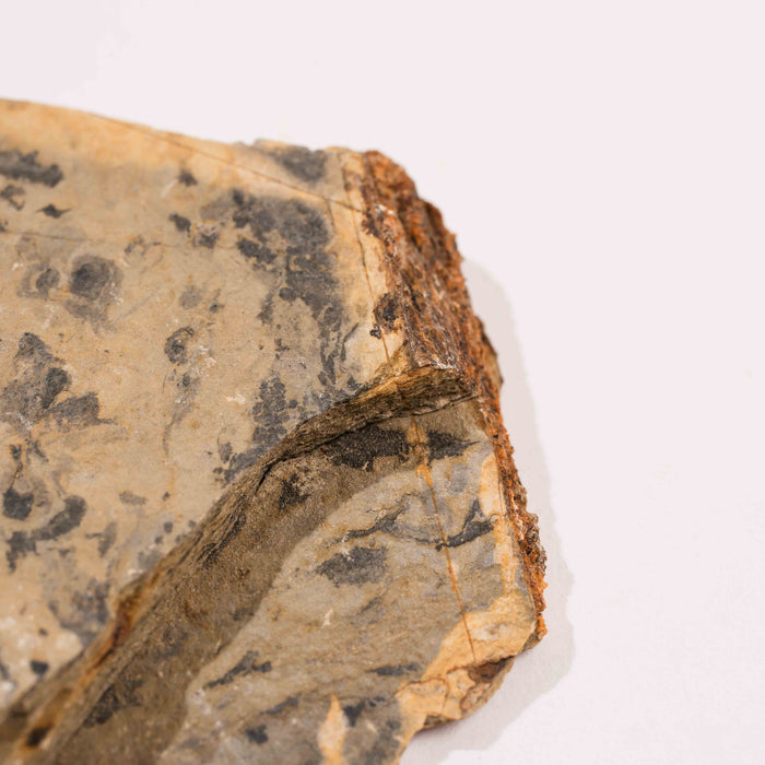 Slaty Shale Record - Earth Love Gallery Collection