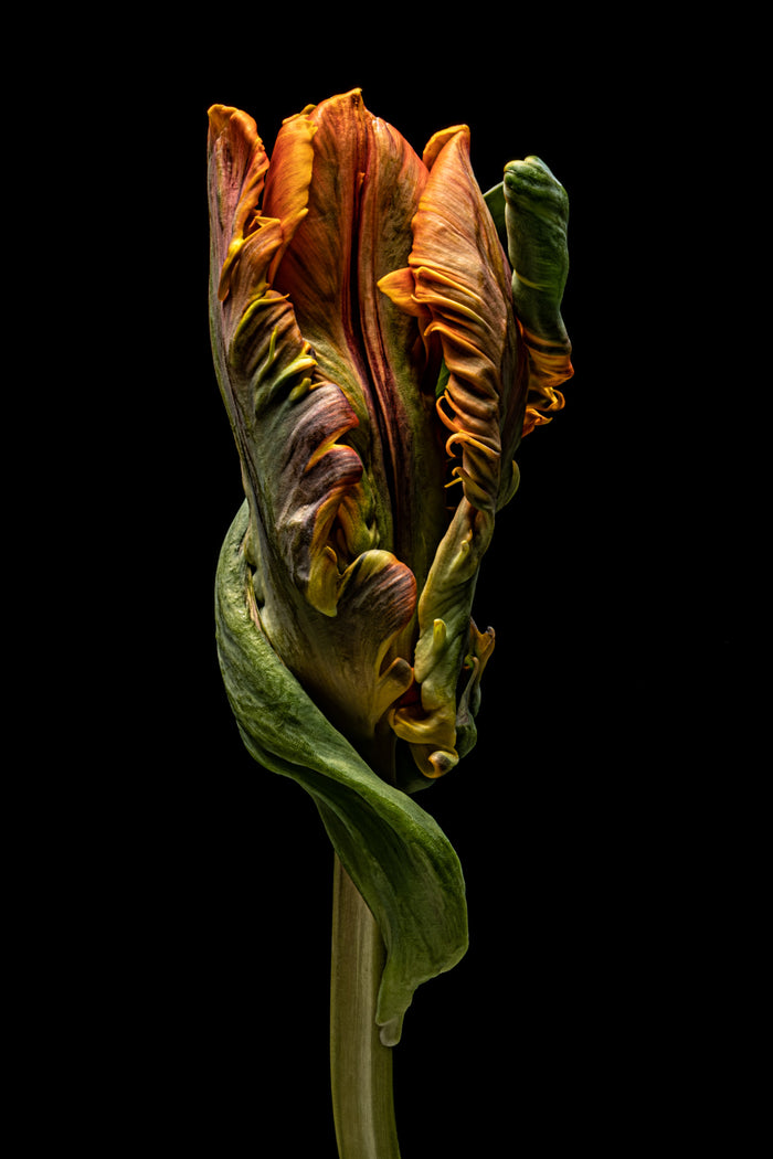 Tulip 22