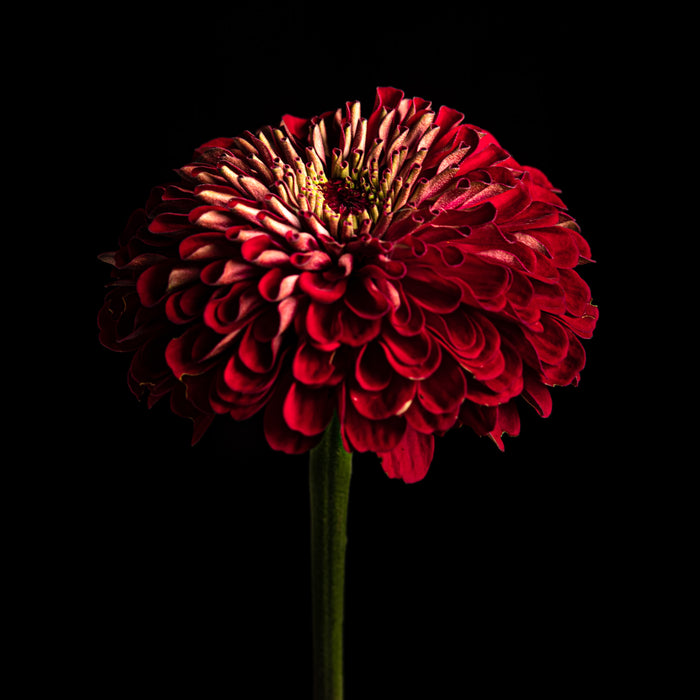 Zinnia 23
