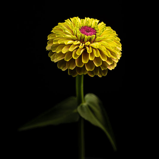 Zinnia 28